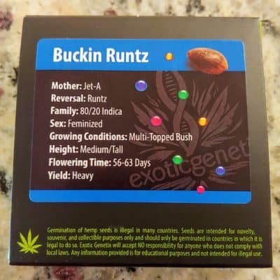 EXOTIC_GENETIX_BUCKIN_RUNTZ_FEM_LUSCIOUS_GENETICS