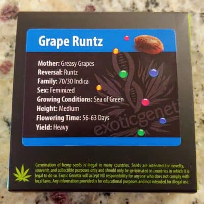 EXOTIC_GENETIX_GRAPE_RUNTZ_FEM_LUSCIOUS_GENETICS
