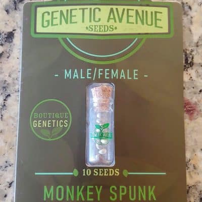 GENETIC_AVENUE_SEEDS_MONKEY_SPUNK_LUSCIOUS_GENETICS