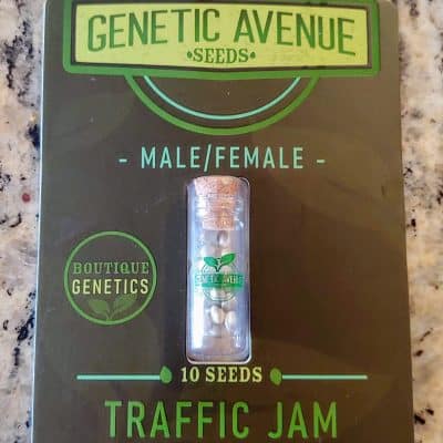GENETIC_AVENUE_SEEDS_TRAFFIC_JAM_LUSCIOUS_GENETICS