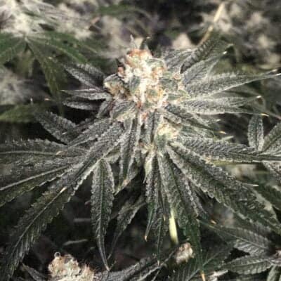 SKUNK_HOUSE_GENETICS_CANDIED_LEMONS_FLOWER_1_LUSCIOUS_GENETICS
