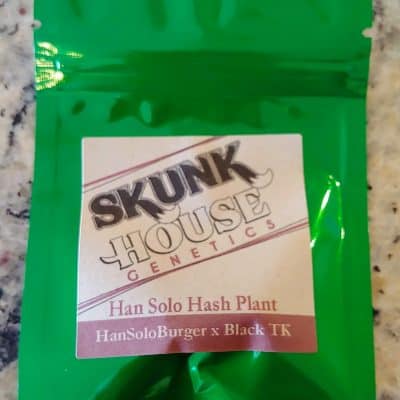 SKUNK_HOUSE_GENETICS_HAN_SOLO_HASH_PLANT_LUSCIOUS_GENETICS