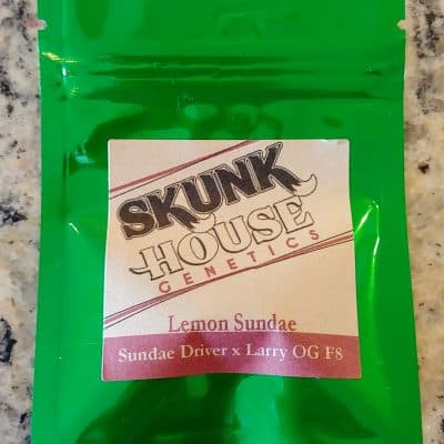 SKUNK_HOUSE_GENETICS_LEMON_SUNDAE_LUSCIOUS_GENETICS