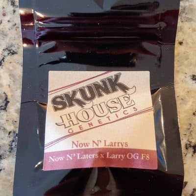 SKUNK_HOUSE_GENETICS_NOW_N_LARRYS_LUSCIOUS_GENETICS