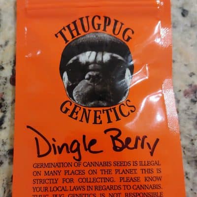 THUG_PUG_GENETICS_DINGLE_BERRY_LUSCIOUS_GENETICS