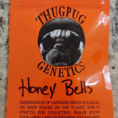 THUG_PUG_GENETICS_HONEY_BELLS_LUSCIOUS_GENETICS