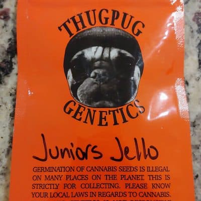 THUG_PUG_GENETICS_JUNIORS_JELLO_LUSCIOUS_GENETICS