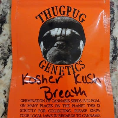 THUG_PUG_GENETICS_KOSHER_KUSH_BREATH_LUSCIOUS_GENETICS