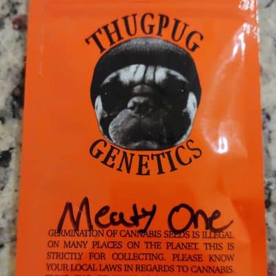 THUG_PUG_GENETICS_MEATY_ONE_LUSCIOUS_GENETICS