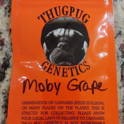 THUG_PUG_GENETICS_MOBY_GRAPE_LUSCIOUS_GENETICS