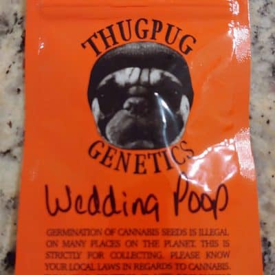 THUG_PUG_GENETICS_WEDDING_POOP_LUSCIOUS_GENETICS