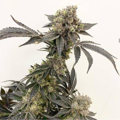 EXOTIC_GENETIX_DOLE_WHIP_FLOWER_LUSCIOUS_GENETICS