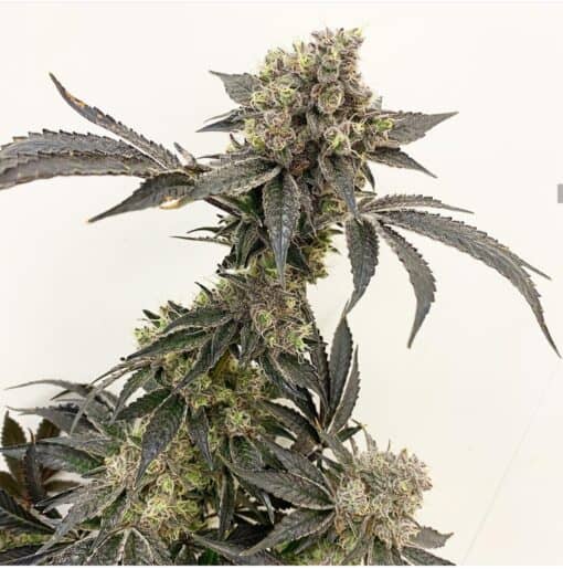 EXOTIC_GENETIX_DOLE_WHIP_FLOWER_LUSCIOUS_GENETICS