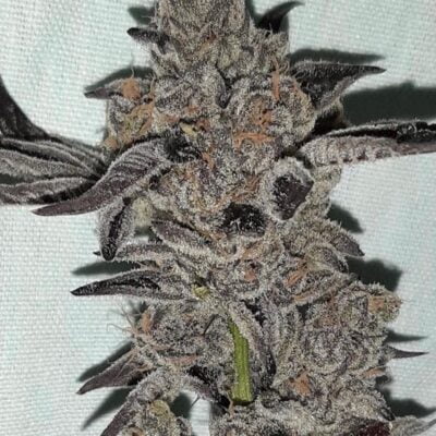 ENVY_GENETICS_TROPICAL_POPSICLE_FLOWER_2_LUSCIOUS_GENETICS