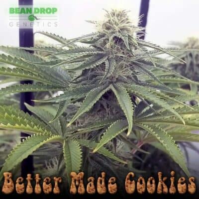 BEAN_DROP_GENETICS_BETTER_MADE_COOKIES_FLOWER_1_LUSCIOUS_GENETICS