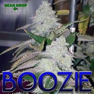 BEAN_DROP_GENETICS_BOOZIE_FLOWER_1_LUSCIOUS_GENETICS