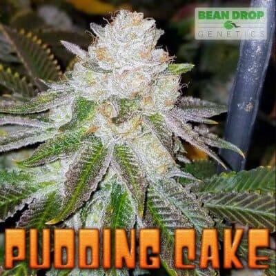 BEAN_DROP_GENETICS_PUDDING_CAKE_FLOWER_1_LUSCIOUS_GENETICS