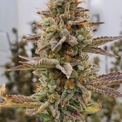 BEAN_DROP_GENETICS_TOP_HAT_FLOWER_1_LUSCIOUS_GENETICS