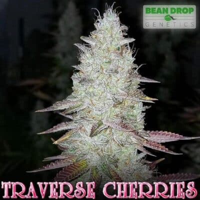 BEAN_DROP_GENETICS_TRAVERSE_CHERRIES_FLOWER_1_LUCSIOUS_GENETICS