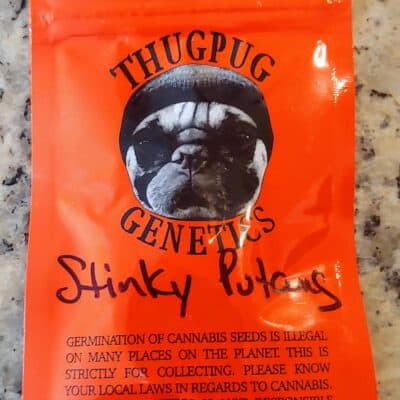 THUG_PUG_GENETICS_STINKY_PUTANG_LUSCIOUS_GENETICS