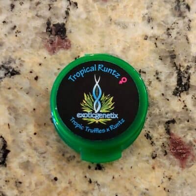 EXOTIC_GENETIX_TROPICAL_RUNTZ_FREEBIE_LUSCIOUS_GENETICS