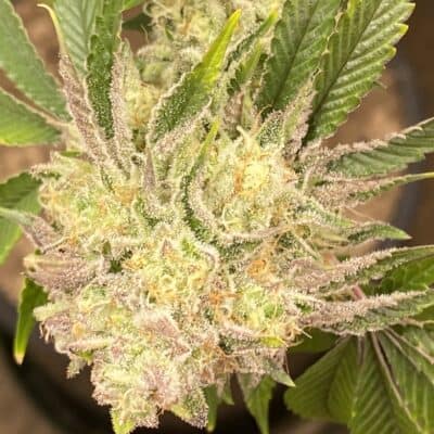 LAWLESS_BREED_GENETICS_33_MINTZ_FLOWER_1_LUSCIOUS_GENETICS