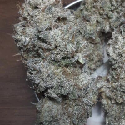 LAWLESS_BREED_GENETICS_SECRET_PIE_FLOWER_1_LUSCIOUS_GENETICS