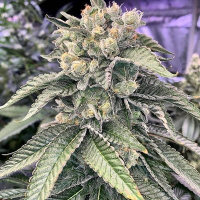 SKUNK_HOUSE_GENETICS_CHAMPAGNE_PATTIES_FLOWER_2_LUSCIOUS_GENETICS