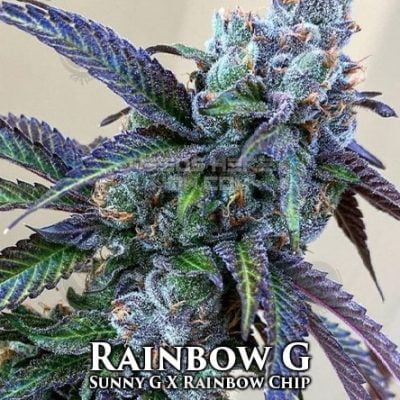 EXOTIC_GENETIX_RAINBOW_G_FLOWER_1_LUSCIOUS_GENETICS