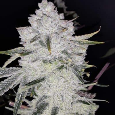LAWLESS_BREED_GENETICS_THE_ARSONIST_FLOWER_1_LUSCIOUS_GENETICS