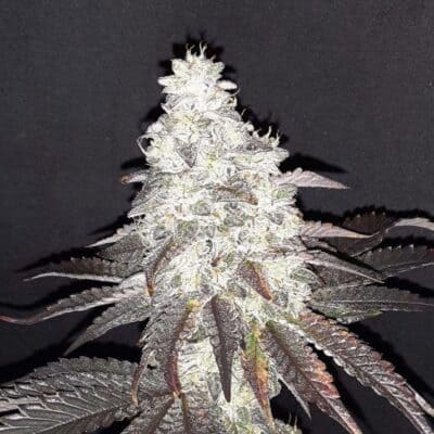 LAWLESS_BREED_GENETICS_VANISHING_FLOWER_1_LUSCIOUS_GENETICS