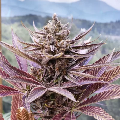 MASS_MEDICAL_STRAINS_PUTANG_FLOWER_2_LUSCIOUS_GENETICS