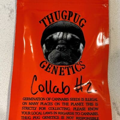 THUG_PUG_GENETICS_FRUITOPIA_LURCH_LUSCIOUS_GENETICS