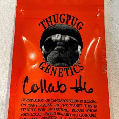THUG_PUG_GENETICS_MAD_HATTER_LURCH_LUSCIOUS_GENETICS