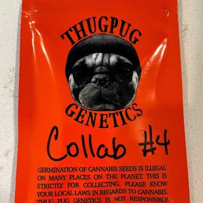THUG_PUG_GENETICS_MONKEY_PUNCH_LURCH_LUSCIOUS_GENETICS