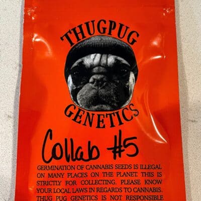 THUG_PUG_GENETICS_NIGHT_KING_LURCH_LUSCIOUS_GENETICS
