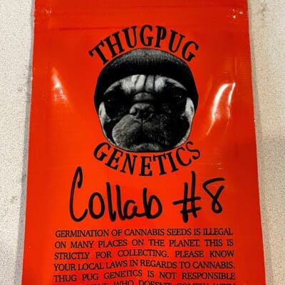 THUG_PUG_GENETICS_PEANUT_BUTTER_PUNCH_LURCH_LUSCIOUS_GENETICS