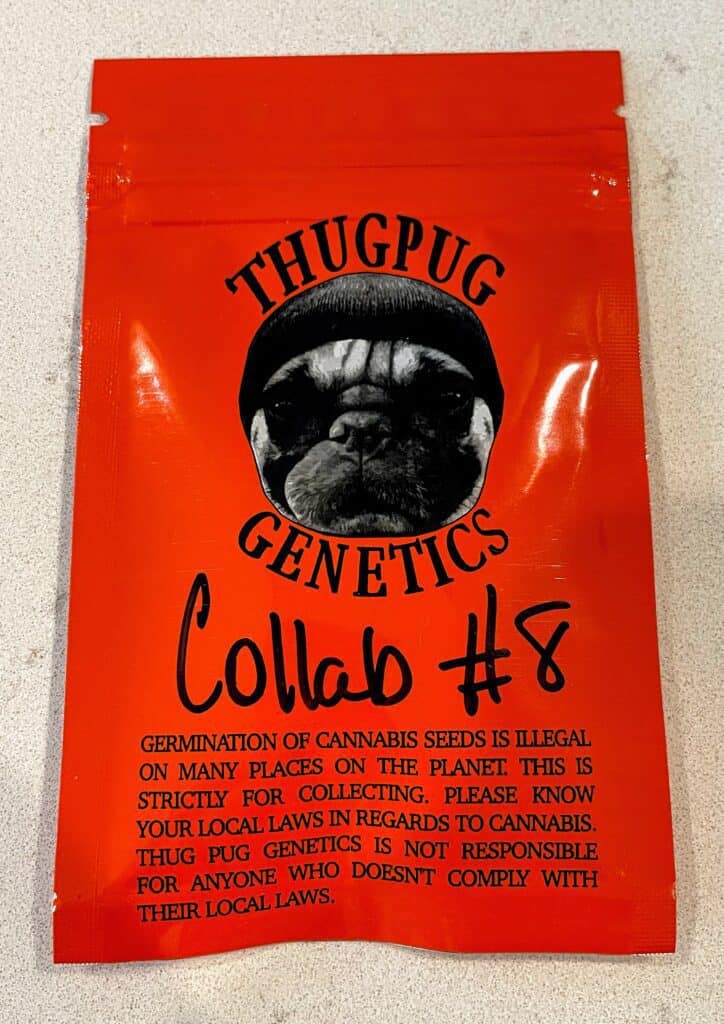 Thug Pug Peanut Butter Punch x Lurch Luscious