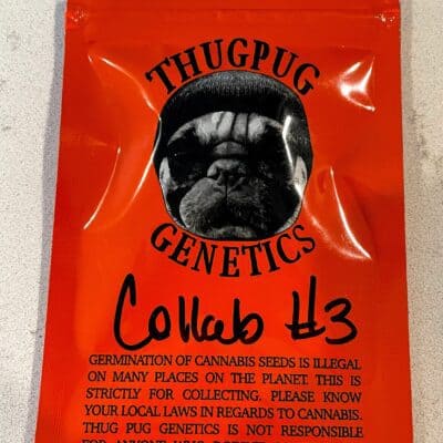 THUG_PUG_GENETICS_PRINCE_LURCH_LUSCIOUS_GENETICS