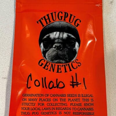 THUG_PUG_GENETICS_RUBBER_MATCH_LURCH_LUSCIOUS_GENETICS