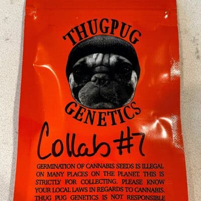 THUG_PUG_GENETICS_VAN_HELSING_LURCH_LUSCIOUS_GENETICS