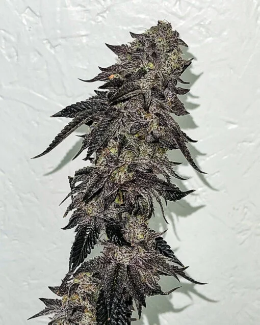 ENVY_GENETICS_CALIFORNIA_RAISIN_FLOWER_1_LUSCIOUS_GENETICS