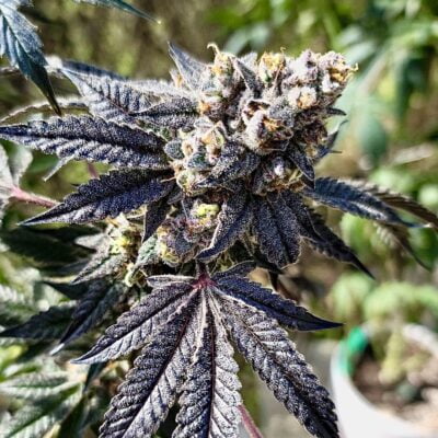 ENVY_GENETICS_THE_DRIP_V2_FLOWER_1_LUSCIOUS_GENETICS