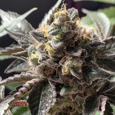 LA_DEVILS_LETTUCE_PINEAPPLE_SUNDAE_FLOWER_4_LUSCIOUS_GENETICS