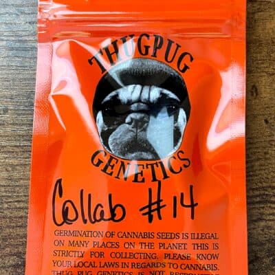 THUG_PUG_GENETICS_STAR_KILLER_HAZY_LADY_LUSCIOUS_GENETICS