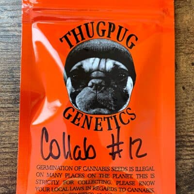 THUG_PUG_GENETICS_TITTY_SPRINKLES_HAZY_LADY_LUSCIOUS_GENETICS