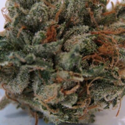BC_BUD_DEPOT_707_HEADBAND_FLOWER_1_LUSCIOUS_GENETICS