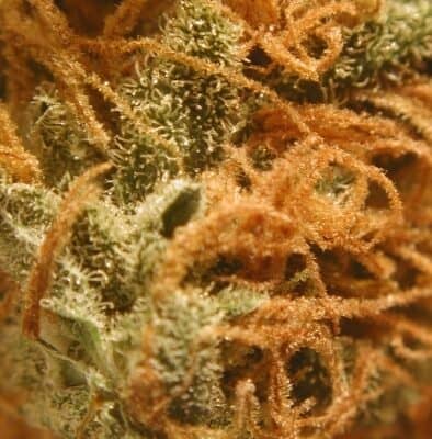 BC_BUD_DEPOT_BC_CHEESE_FLOWER_1_LUSCIOUS_GENETICS