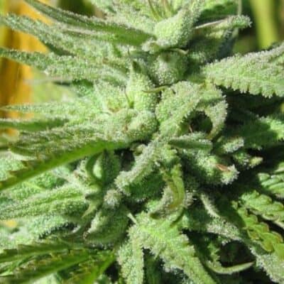 BC_BUD_DEPOT_BC_HASH_PLANT_FLOWER_1_LUSCIOUS_GENETICS