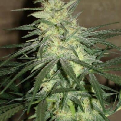 BC_BUD_DEPOT_BC_MANGO_FLOWER_1_LUSCIOUS_GENETICS